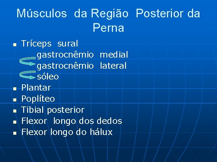 Músculos da Região Posterior da Perna n n n Tríceps sural gastrocnêmio medial gastrocnêmio