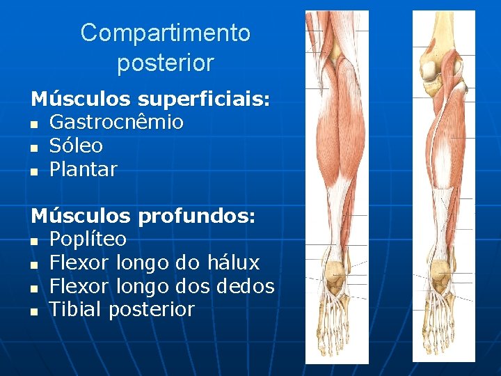 Compartimento posterior Músculos superficiais: n Gastrocnêmio n Sóleo n Plantar Músculos profundos: n Poplíteo