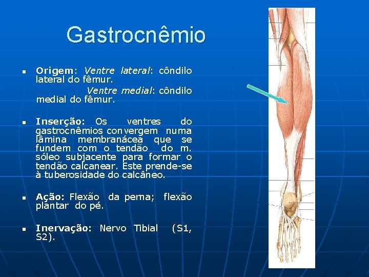 Gastrocnêmio n n Origem: Ventre lateral: côndilo lateral do fêmur. Ventre medial: côndilo medial