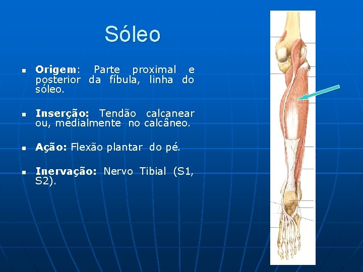 Sóleo n Origem: Parte proximal e posterior da fíbula, linha do sóleo. n Inserção: