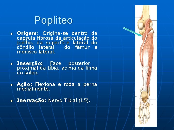 Poplíteo n n Origem: Origina-se dentro cápsula fibrosa da articulação joelho, da superfície lateral