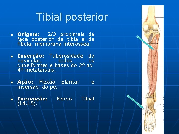 Tibial posterior n n Origem: 2/3 proximais da face posterior da tíbia e da