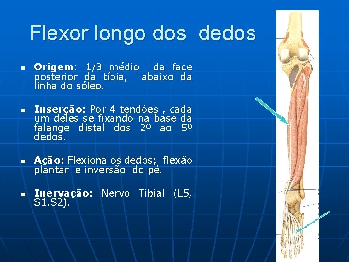 Flexor longo dos dedos n n Origem: 1/3 médio da face posterior da tíbia,