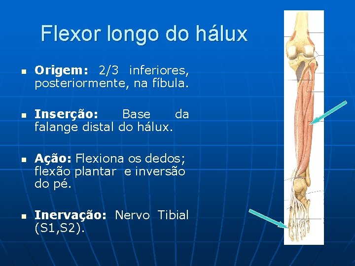Flexor longo do hálux n n Origem: 2/3 inferiores, posteriormente, na fíbula. Inserção: Base