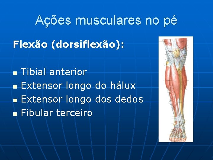 Ações musculares no pé Flexão (dorsiflexão): n n Tibial anterior Extensor longo do hálux