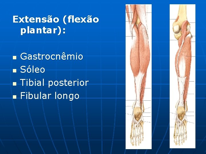 Extensão (flexão plantar): n n Gastrocnêmio Sóleo Tibial posterior Fibular longo 