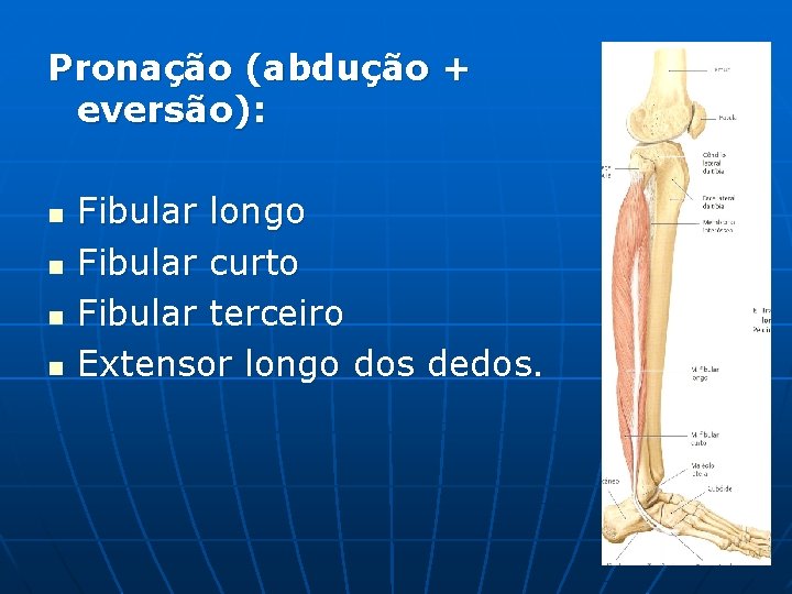 Pronação (abdução + eversão): n n Fibular longo Fibular curto Fibular terceiro Extensor longo