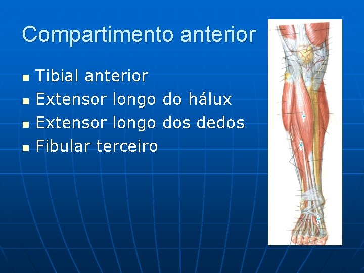 Compartimento anterior n n Tibial anterior Extensor longo do hálux Extensor longo dos dedos