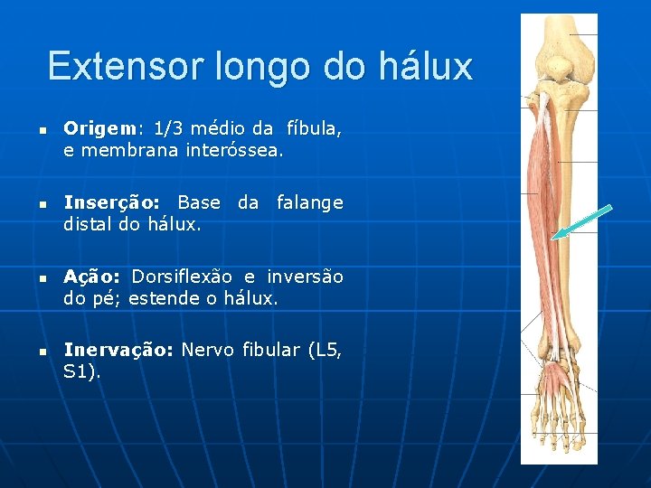Extensor longo do hálux n n Origem: 1/3 médio da fíbula, e membrana interóssea.