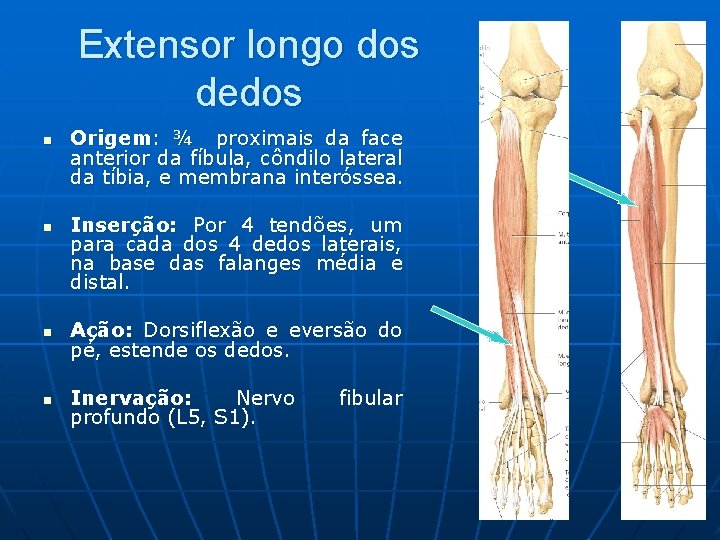 Extensor longo dos dedos n n Origem: ¾ proximais da face anterior da fíbula,