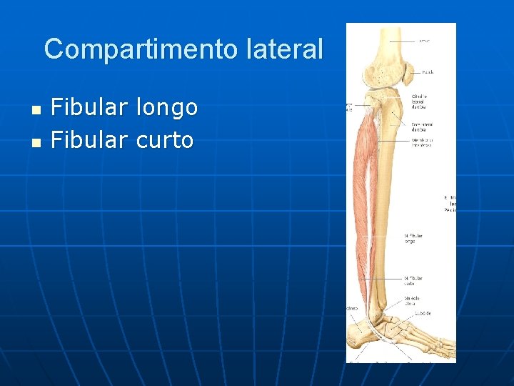 Compartimento lateral n n Fibular longo Fibular curto 