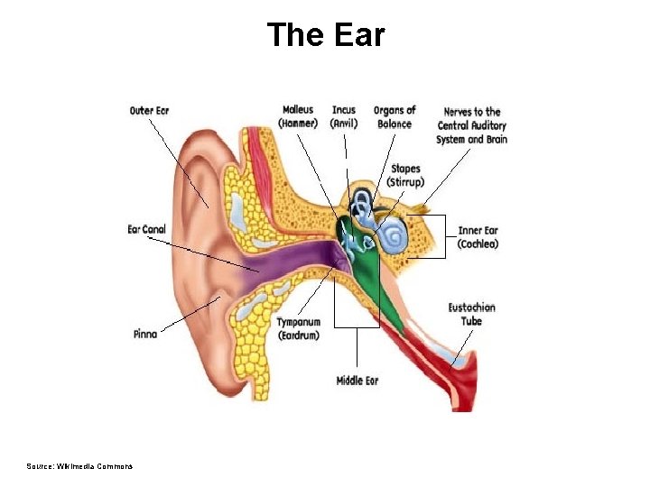 The Ear Source: Wikimedia Commons 