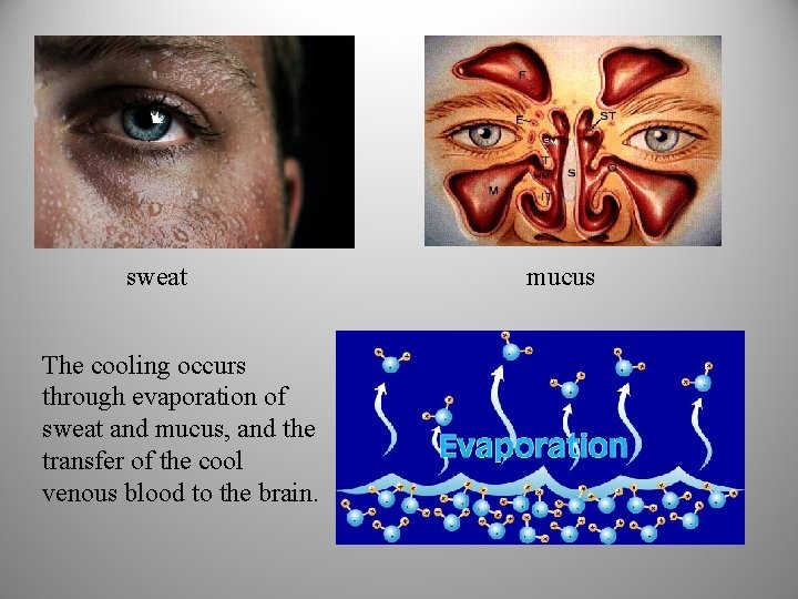 sweat The cooling occurs through evaporation of sweat and mucus, and the transfer of