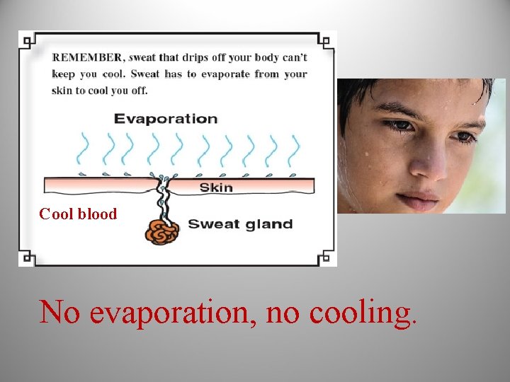 Cool blood No evaporation, no cooling. 