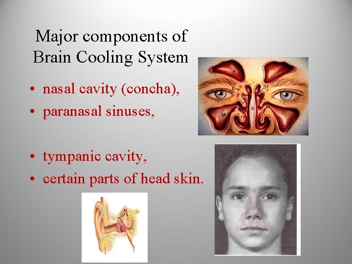 Major components of Brain Cooling System • nasal cavity (concha), • paranasal sinuses, •