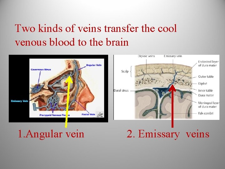 Two kinds of veins transfer the cool venous blood to the brain 1. Angular