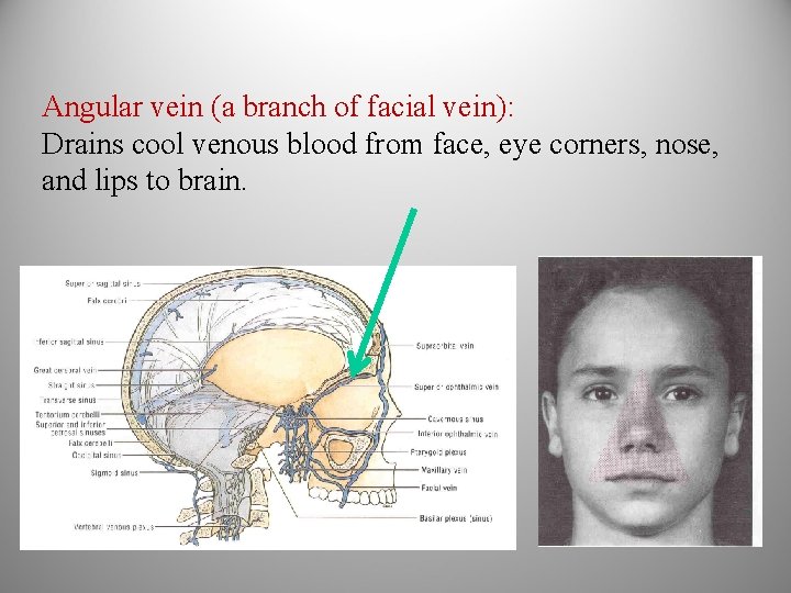 Angular vein (a branch of facial vein): Drains cool venous blood from face, eye