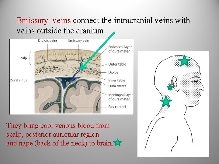 Emissary veins connect the intracranial veins with veins outside the cranium. They bring cool