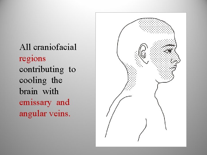 All craniofacial regions contributing to cooling the brain with emissary and angular veins. 