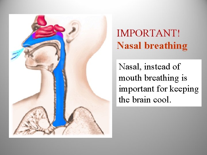 IMPORTANT! Nasal breathing Nasal, instead of mouth breathing is important for keeping the brain