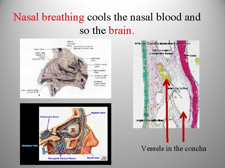 Nasal breathing cools the nasal blood and so the brain. Vessels in the concha