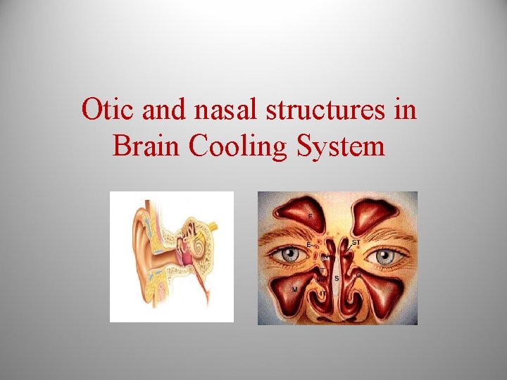 Otic and nasal structures in Brain Cooling System 