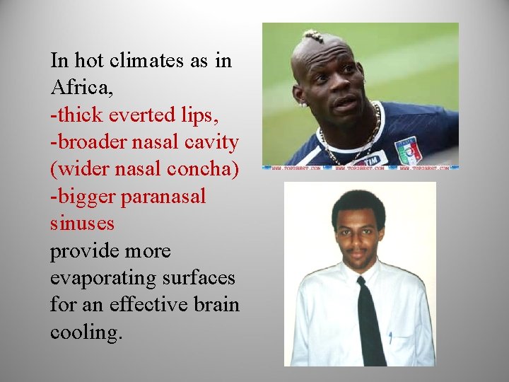 In hot climates as in Africa, -thick everted lips, -broader nasal cavity (wider nasal