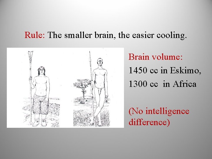 Rule: The smaller brain, the easier cooling. Brain volume: 1450 cc in Eskimo, 1300