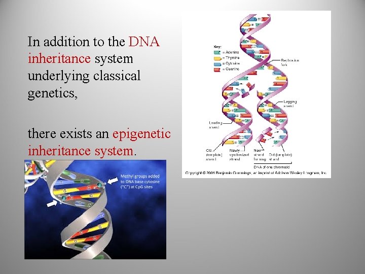 In addition to the DNA inheritance system underlying classical genetics, there exists an epigenetic