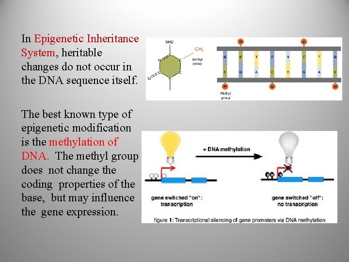 In Epigenetic Inheritance System, heritable changes do not occur in the DNA sequence itself.