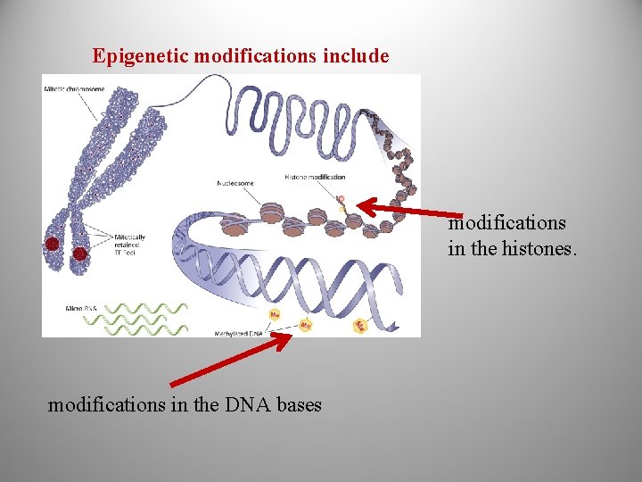 Epigenetic modifications include modifications in the histones. modifications in the DNA bases 