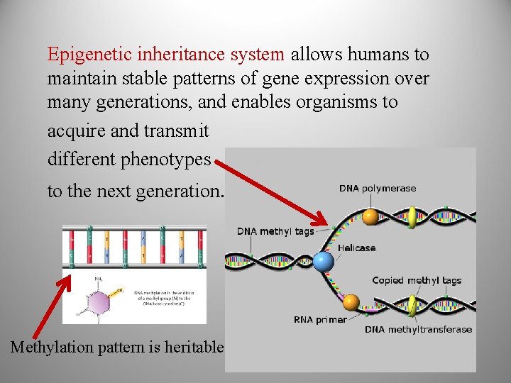 Epigenetic inheritance system allows humans to maintain stable patterns of gene expression over many