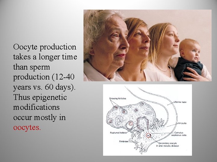 Oocyte production takes a longer time than sperm production (12 -40 years vs. 60