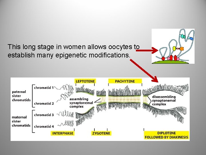 This long stage in women allows oocytes to establish many epigenetic modifications. 