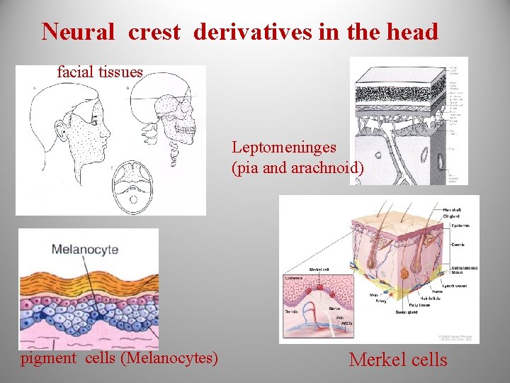 Neural crest derivatives in the head facial tissues Leptomeninges (pia and arachnoid) pigment cells