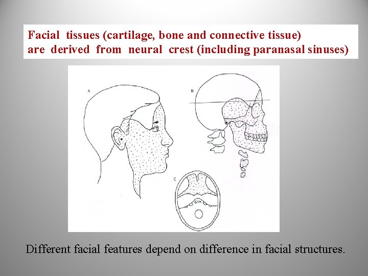 Facial tissues (cartilage, bone and connective tissue) are derived from neural crest (including paranasal