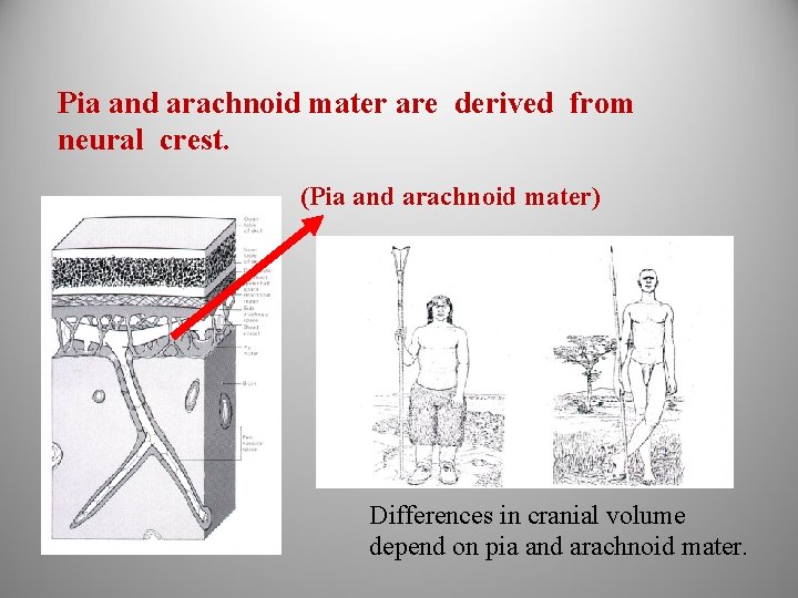 Pia and arachnoid mater are derived from neural crest. (Pia and arachnoid mater) Differences