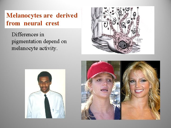 Melanocytes are derived from neural crest Differences in pigmentation depend on melanocyte activity. 