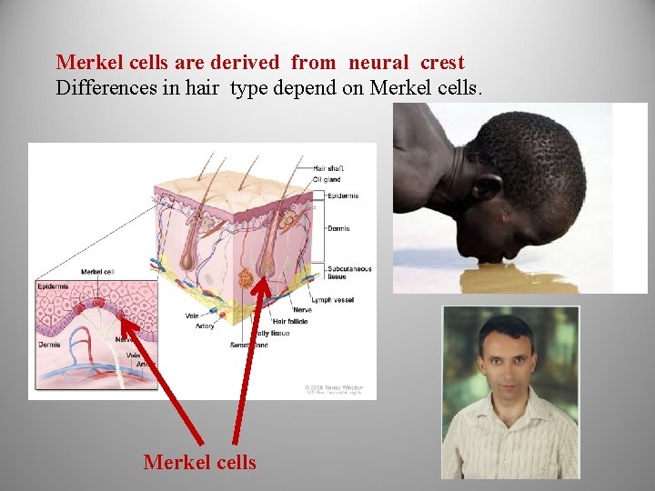 Merkel cells are derived from neural crest Differences in hair type depend on Merkel