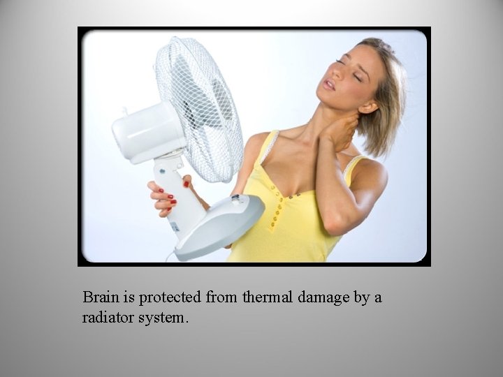 Brain is protected from thermal damage by a radiator system. 