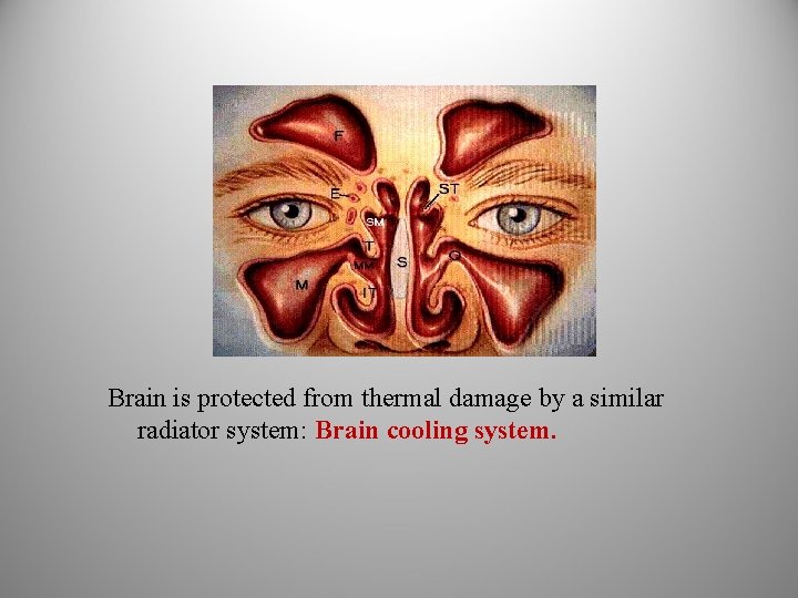 Brain is protected from thermal damage by a similar radiator system: Brain cooling system.