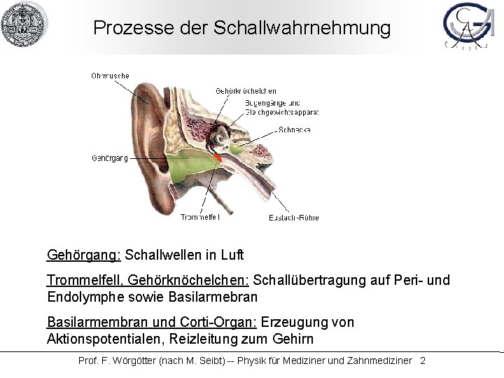 Prozesse der Schallwahrnehmung Gehörgang: Schallwellen in Luft Trommelfell, Gehörknöchelchen: Schallübertragung auf Peri- und Endolymphe