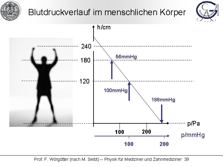 Blutdruckverlauf im menschlichen Körper h/cm 240 180 56 mm. Hg 120 100 mm. Hg