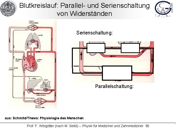 Blutkreislauf: Parallel- und Serienschaltung von Widerständen Serienschaltung: Parallelschaltung: aus: Schmitd/Thews: Physiologie des Menschen Prof.