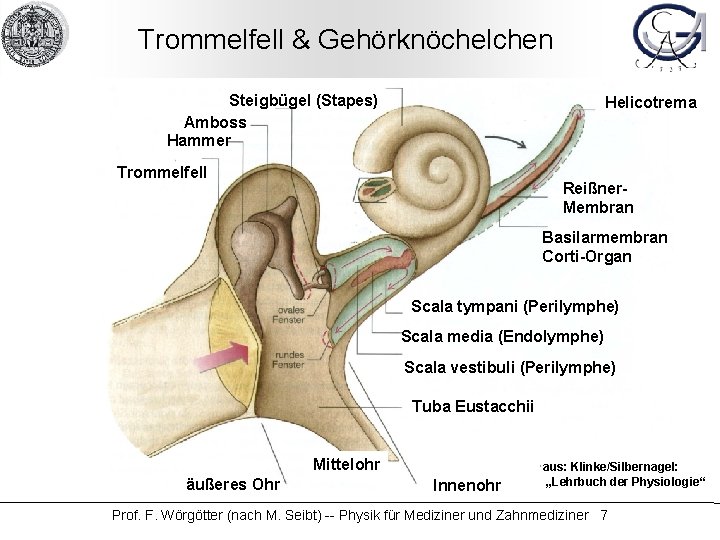 Trommelfell & Gehörknöchelchen Steigbügel (Stapes) Amboss Hammer Helicotrema Trommelfell Reißner. Membran Basilarmembran Corti-Organ Scala