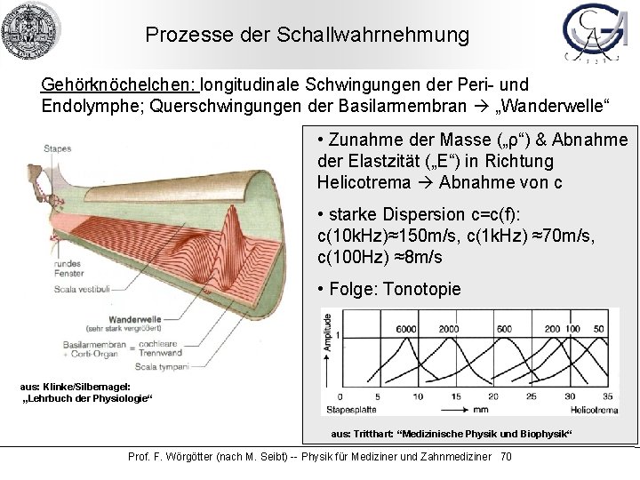 Prozesse der Schallwahrnehmung Gehörknöchelchen: longitudinale Schwingungen der Peri- und Endolymphe; Querschwingungen der Basilarmembran „Wanderwelle“