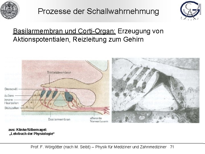 Prozesse der Schallwahrnehmung Basilarmembran und Corti-Organ: Erzeugung von Aktionspotentialen, Reizleitung zum Gehirn aus: Klinke/Silbernagel: