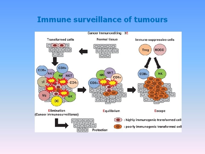 Immune surveillance of tumours 