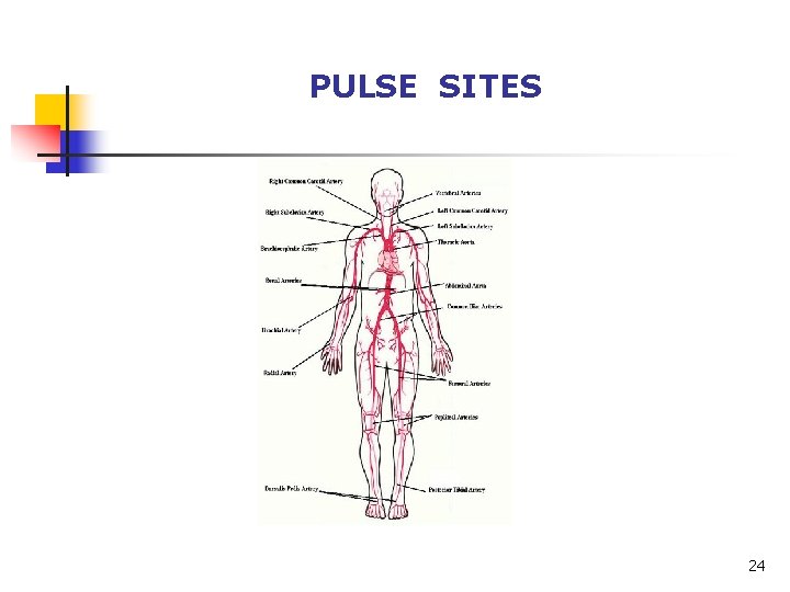 PULSE SITES 24 