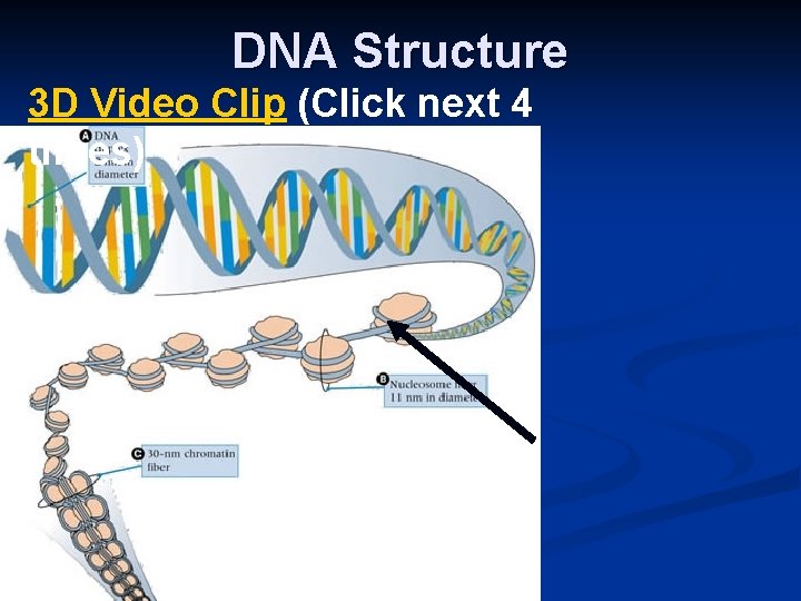 DNA Structure 3 D Video Clip (Click next 4 times) 